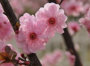 fiori-pesco_Beatrice_