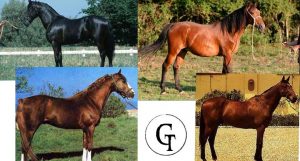 razze equine