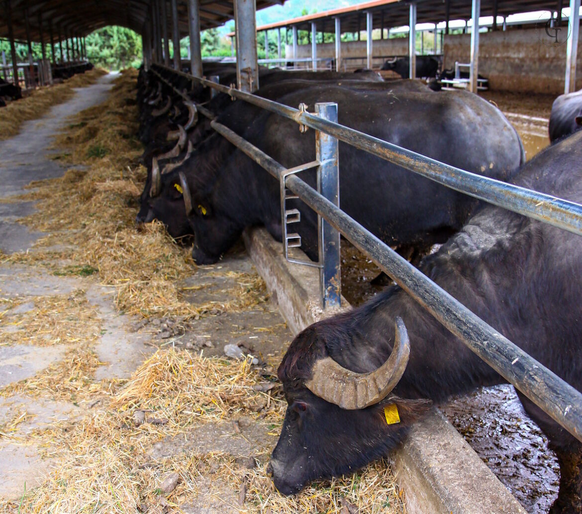Breeding of Bufale Campane in southern Italy used for the produc