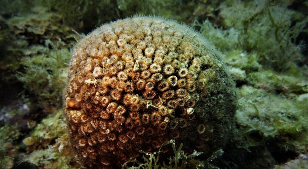 Medcoral Guardians, per salvare il corallo del Mediterraneo