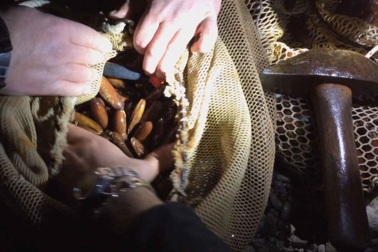 La pesca illegale dei datteri di mare e la giurisprudenza penale campana
