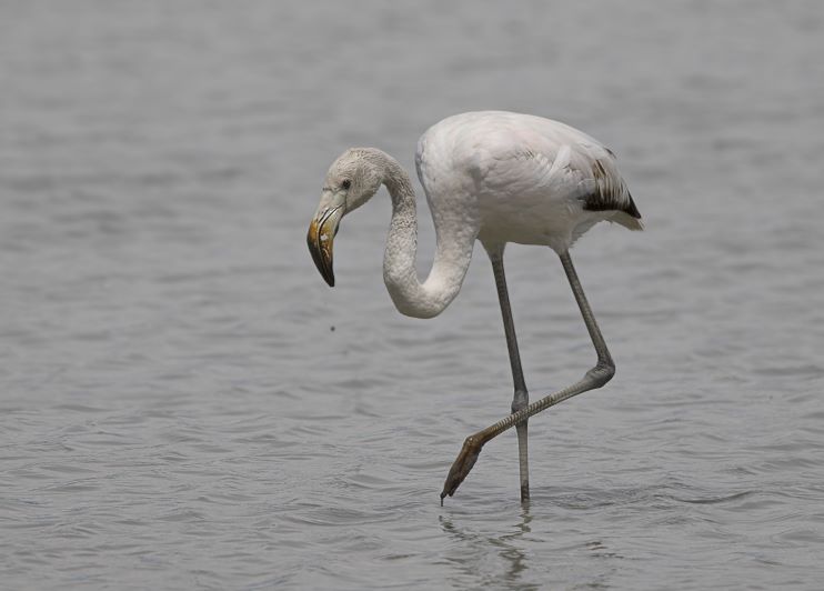 Fenicotteri all’aeroporto di Venezia, la relazione WWF e LIPU