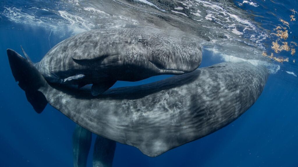 MyShot 2025 – Underwater Photo Contest