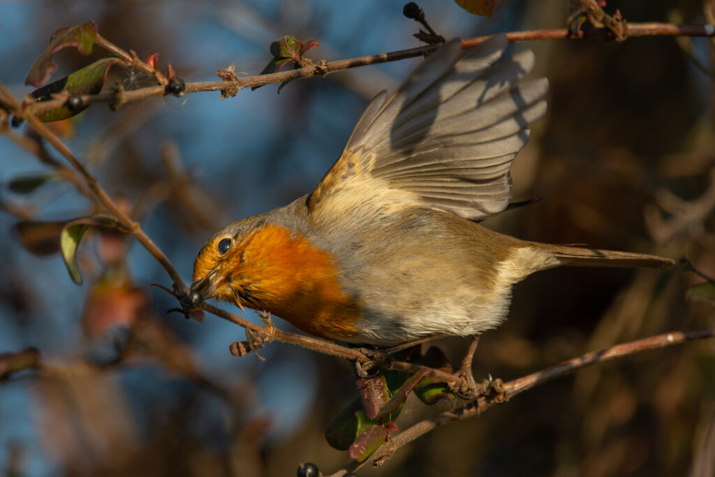 Dalla Lipu/BirdLife Italy di Venezia: stop ai fuochi di Capodanno