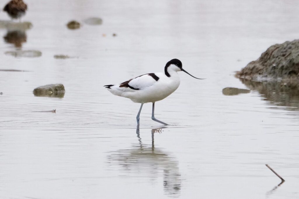 Impianto Agrivoltaico “Torre di Mosto”, in Veneto
